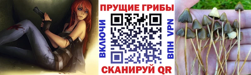 Галлюциногенные грибы мицелий  Кедровый 
